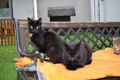 Katzen im Tierheim Eisenberg